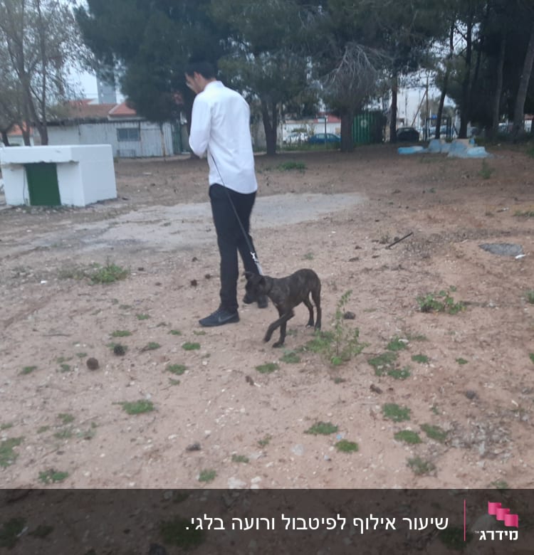 אדם מוביל כלב ברצועה בפארק פתוח